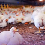 Chicken Price in Pakistan Falls to Rs 400 Per Kg