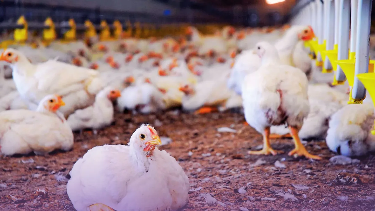 Chicken Price in Pakistan Falls to Rs 400 Per Kg