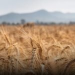 Flawed Agricultural Data The Permanent Cause of Wheat Shortages
