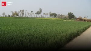 agri wheat featured