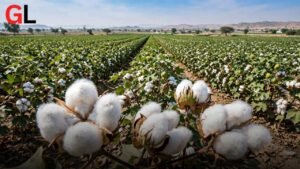 Cotton rate in Pakistan today - cotton bolls field