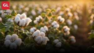 Cotton rate in Pakistan today - cotton bolls field