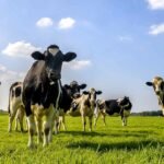 Punjab livestock cattle farm Maryam Nawaz Livestock Card