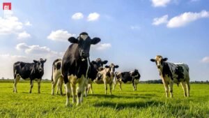 Punjab livestock cattle farm Maryam Nawaz Livestock Card