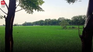 Green agricultural fields in Punjab
