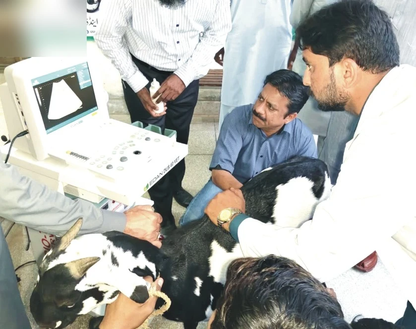 Jhang livestock services: veterinary officer examines a goat with an ultrasound machine. Jhang livestock services: veterinary officer examines a goat with an ultrasound machine.